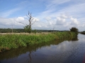 The Dead Tree Mooring Branston (1)