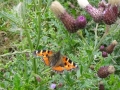 Tortoiseshell butterfly