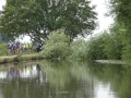Tree across the canal at Swarkestone (3)