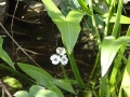 Water Plantain (1)