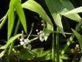 Water Plantain (2)