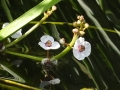 Water Plantain (3)