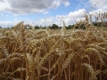Wheat field (1)