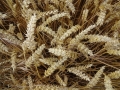 Wheat field (2)