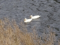 White Ducks