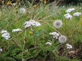 Wild Flowers
