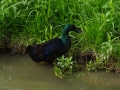 Blue Cayuga Duck (3).JPG