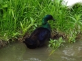 Blue Cayuga Duck (4).JPG