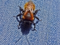 Bumble Bee Or Tawny Mining Bee (2).JPG