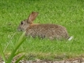 Bunny.JPG