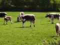 Cows (1).JPG