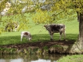 Cows (2).JPG