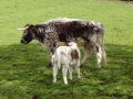 Cows (3).JPG