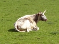 Cows (4).JPG