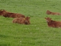 Cows Again! (1).JPG