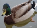 DSC01370.JPG