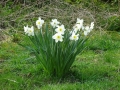 Daffodills (1).JPG