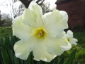 Daffodills (2).JPG