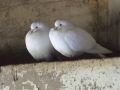 Doves (1).JPG
