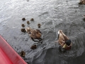 Duck Frenzy (1)