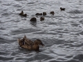 Duck Frenzy (2)