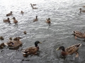 Duck Frenzy (3)