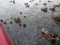 Duck Frenzy (4)