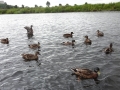 Duck Frenzy (5)