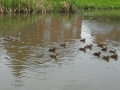 Duck and Babies.JPG