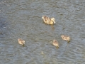 DucksJPG