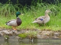 Ducks.JPG