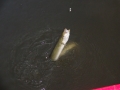 Eel caught at Weston.JPG
