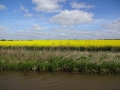 Field.JPG