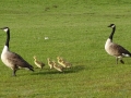 Geese and babies.JPG