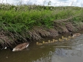 Geese in a line!.JPG