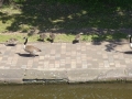 Goose family.JPG