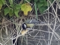 Great Tit.JPG