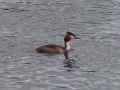 Grebe on the Trent (2).JPG