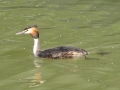 Grebe.JPG