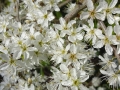 Hawthorn (3).JPG