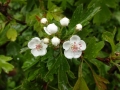 Hawthorn.JPG