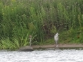 Heron
