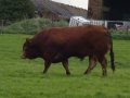 He's a big lad!.JPG