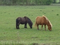 Horses (1).JPG