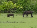 Horses (2).JPG