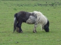 Horses (7).JPG