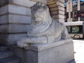 Lion! JPG