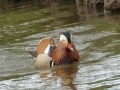 Mandarin Duck (1).JPG