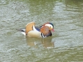Mandarin Duck (2).JPG