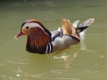 Mandarin Duck (3).JPG